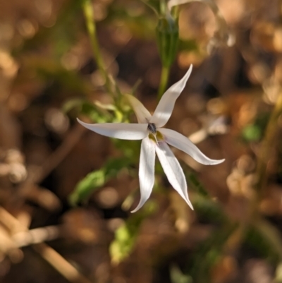 Isotoma petraea (Rock Isotome) at Broken Hill, NSW - 26 Dec 2022 by Darcy