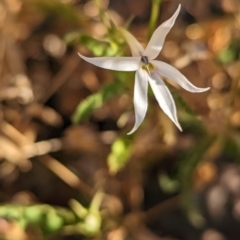 Isotoma petraea at Broken Hill, NSW - 27 Dec 2022 08:17 AM