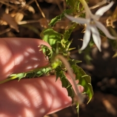 Isotoma petraea at Broken Hill, NSW - 27 Dec 2022 08:17 AM