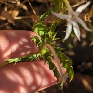 Isotoma petraea at Broken Hill, NSW - 27 Dec 2022 08:17 AM