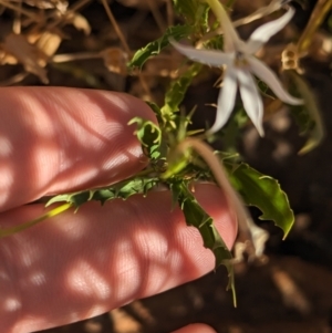 Isotoma petraea at Broken Hill, NSW - 27 Dec 2022 08:17 AM