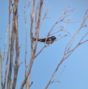 Rhipidura leucophrys at Broken Hill, NSW - 27 Dec 2022