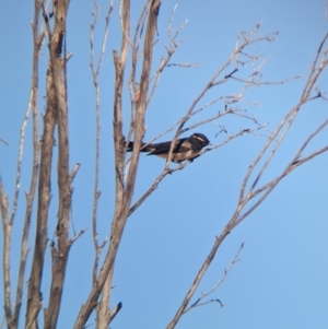 Rhipidura leucophrys at Broken Hill, NSW - 27 Dec 2022 08:26 AM