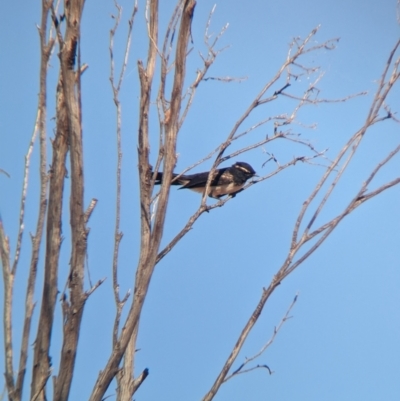 Rhipidura leucophrys (Willie Wagtail) at Living Desert State Park - 26 Dec 2022 by Darcy
