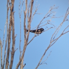 Rhipidura leucophrys (Willie Wagtail) at Broken Hill, NSW - 26 Dec 2022 by Darcy