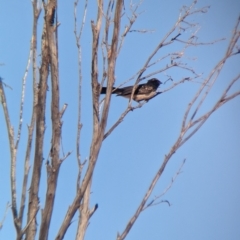 Rhipidura leucophrys at Broken Hill, NSW - 27 Dec 2022 08:26 AM
