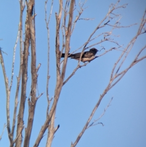 Rhipidura leucophrys at Broken Hill, NSW - 27 Dec 2022 08:26 AM