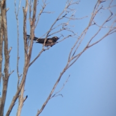 Rhipidura leucophrys at Broken Hill, NSW - 27 Dec 2022 08:26 AM