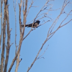 Rhipidura leucophrys at Broken Hill, NSW - 27 Dec 2022 08:26 AM