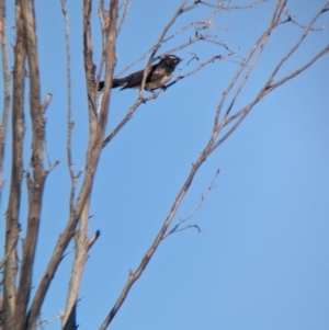 Rhipidura leucophrys at Broken Hill, NSW - 27 Dec 2022