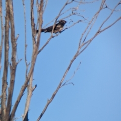 Rhipidura leucophrys at Broken Hill, NSW - 27 Dec 2022