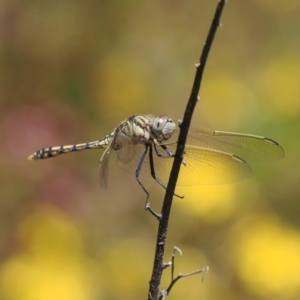 Orthetrum caledonicum at Macarthur, ACT - 27 Dec 2022 11:16 AM