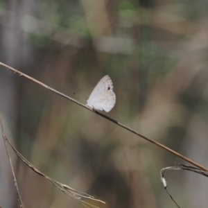 Erina hyacinthina at Fadden, ACT - 27 Dec 2022