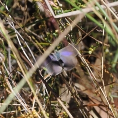 Erina hyacinthina at Fadden, ACT - 27 Dec 2022