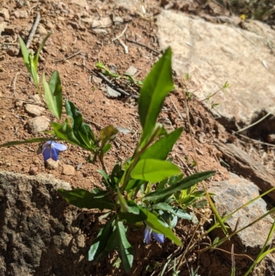 Billardiera heterophylla (Western Australian Bluebell Creeper) at Lake Burley Griffin West - 26 Dec 2022 by WalterEgo