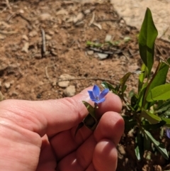 Billardiera heterophylla at Yarralumla, ACT - 27 Dec 2022