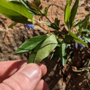 Billardiera heterophylla at Yarralumla, ACT - 27 Dec 2022