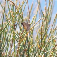 Acrodipsas aurata (Golden Ant-blue) at Fadden, ACT - 27 Dec 2022 by RAllen