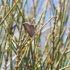 Acrodipsas aurata at Fadden, ACT - 27 Dec 2022