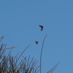 Acrodipsas aurata at Fadden, ACT - 27 Dec 2022