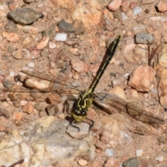 Austrogomphus guerini (Yellow-striped Hunter) at Mount Clear, ACT - 19 Dec 2022 by jmcleod