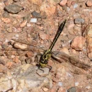 Austrogomphus guerini at Mount Clear, ACT - 20 Dec 2022