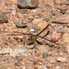 Austrogomphus guerini at Mount Clear, ACT - 20 Dec 2022