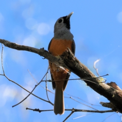 Monarcha melanopsis (Black-faced Monarch) at Yurammie State Forest - 26 Dec 2022 by KylieWaldon