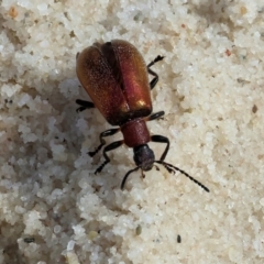 Ecnolagria grandis (Honeybrown beetle) at Bournda Environment Education Centre - 25 Dec 2022 by KylieWaldon
