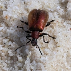 Ecnolagria grandis at Wallagoot, NSW - 26 Dec 2022