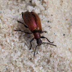 Ecnolagria grandis at Wallagoot, NSW - 26 Dec 2022 09:47 AM