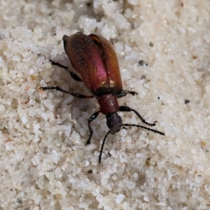 Ecnolagria grandis at Wallagoot, NSW - 26 Dec 2022