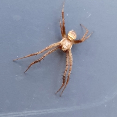 Unidentified Orb-weaving spider (several families) at Yass River, NSW - 27 Dec 2022 by SenexRugosus