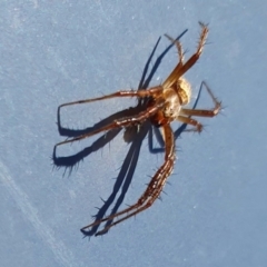 Araneidae (family) at Yass River, NSW - 27 Dec 2022 05:13 PM