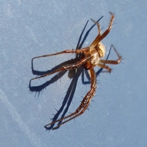 Araneidae (family) at Yass River, NSW - 27 Dec 2022 05:13 PM