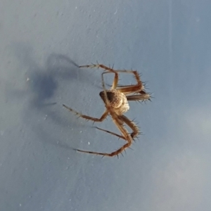 Araneidae (family) at Yass River, NSW - 27 Dec 2022 05:13 PM