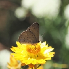 Erina hyacinthina (Varied Dusky-blue) at Fadden, ACT - 27 Dec 2022 by RAllen