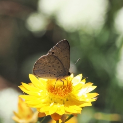 Erina hyacinthina (Varied Dusky-blue) at Wanniassa Hill - 27 Dec 2022 by RAllen