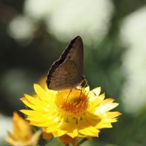 Erina hyacinthina at Fadden, ACT - 27 Dec 2022