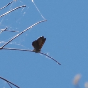 Acrodipsas aurata at Macarthur, ACT - 27 Dec 2022