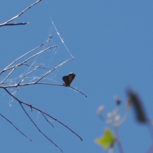 Acrodipsas aurata at Macarthur, ACT - suppressed