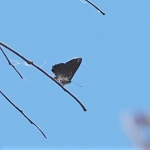 Acrodipsas aurata at Macarthur, ACT - suppressed