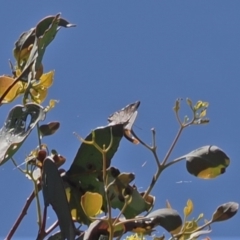 Acrodipsas aurata at Macarthur, ACT - suppressed