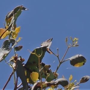 Acrodipsas aurata at Macarthur, ACT - 27 Dec 2022