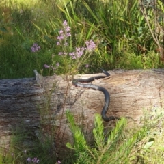 Pseudechis porphyriacus (Red-bellied Black Snake) at Penrose - 27 Dec 2022 by Aussiegall