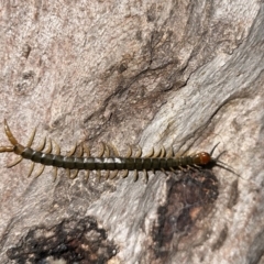 Cormocephalus sp.(genus) (Scolopendrid Centipede) at Ainslie, ACT - 26 Dec 2022 by Pirom
