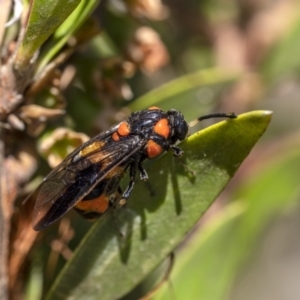 Pterygophorus cinctus at Penrose, NSW - 24 Dec 2022