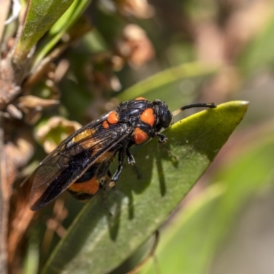 Pterygophorus cinctus (Bottlebrush sawfly) at Penrose - 24 Dec 2022 by Aussiegall