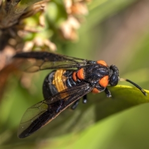 Pterygophorus cinctus at Penrose, NSW - 24 Dec 2022