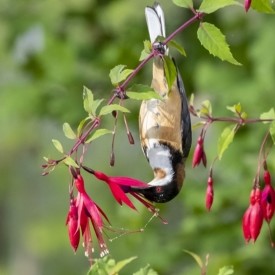 Acanthorhynchus tenuirostris (Eastern Spinebill) at Wingecarribee Local Government Area - 20 Dec 2022 by Aussiegall